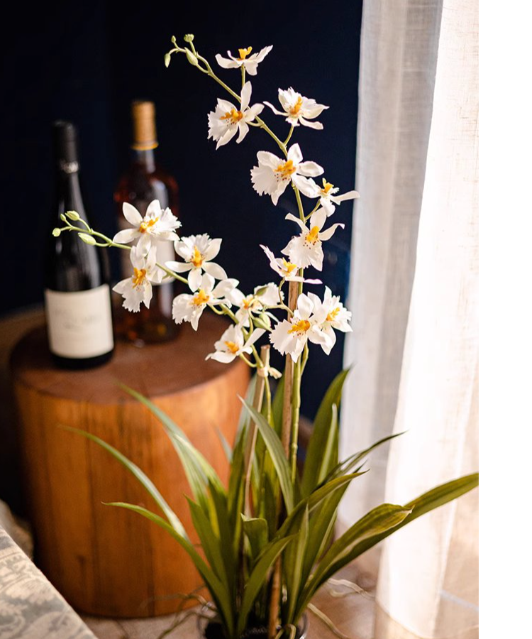 White Hui Lan Orchid in Glass Pot