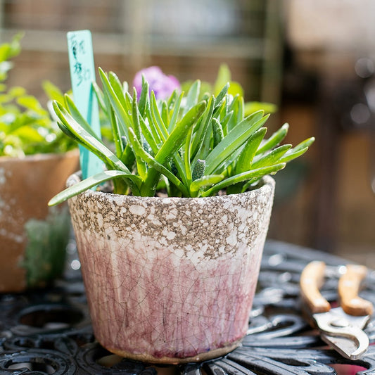 Colorful Terracotta Pot